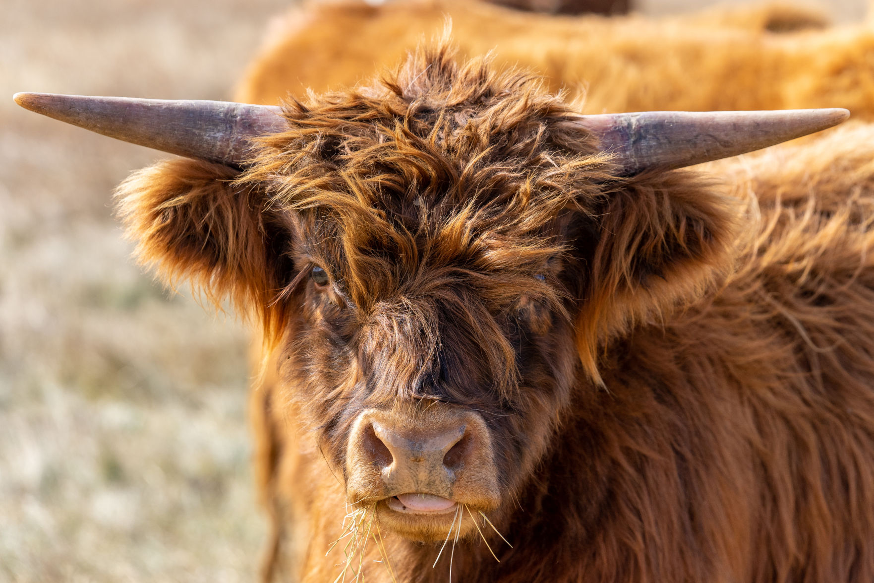 The highlander